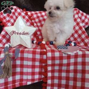 Callie, Bichon Frise Puppy